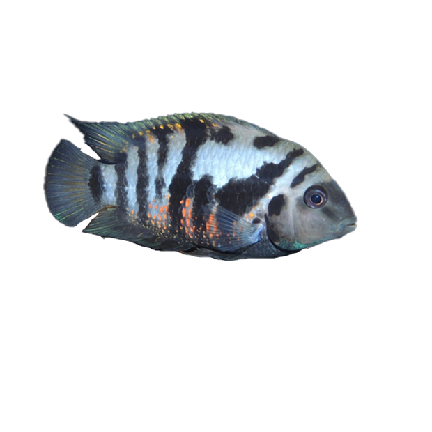 Imagem do peixe Acará do Congo